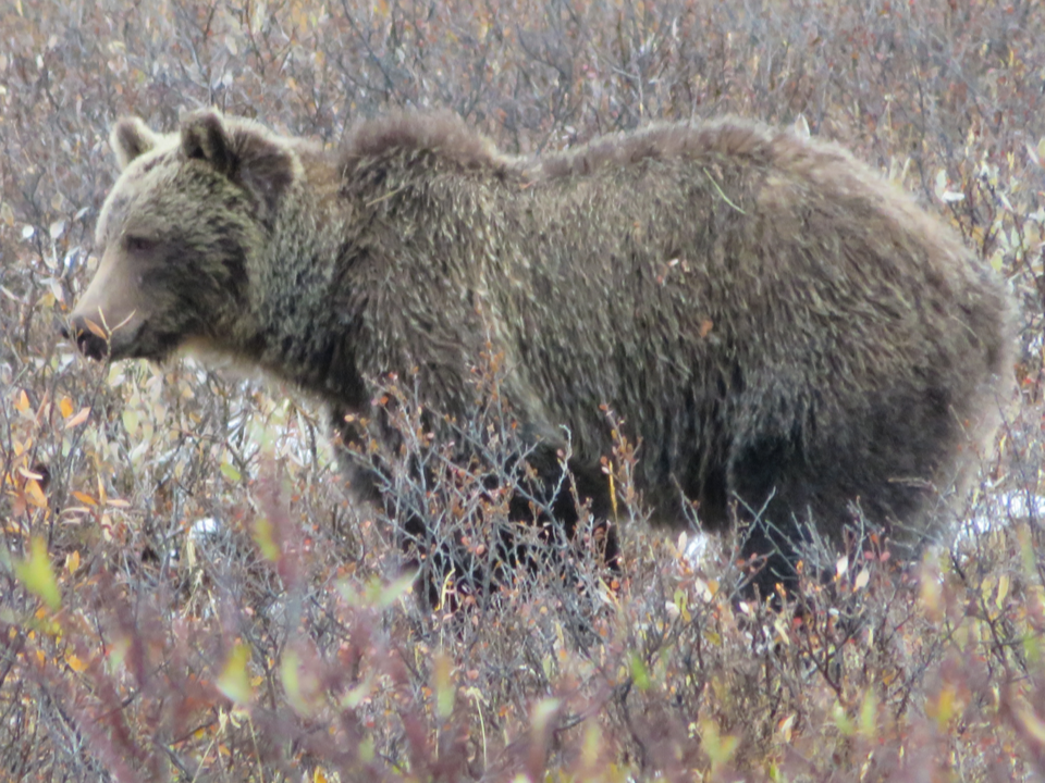 grizzly-bear_bnp_pca-2019(1)