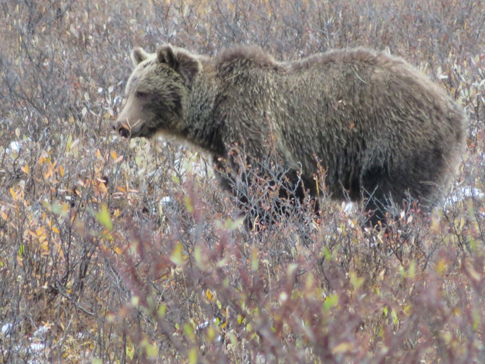 grizzly-bear_bnp_pca-2019