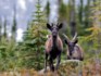 Woodland caribou in the Mountain National Parks. PARKS CANADA FILE PHOTO