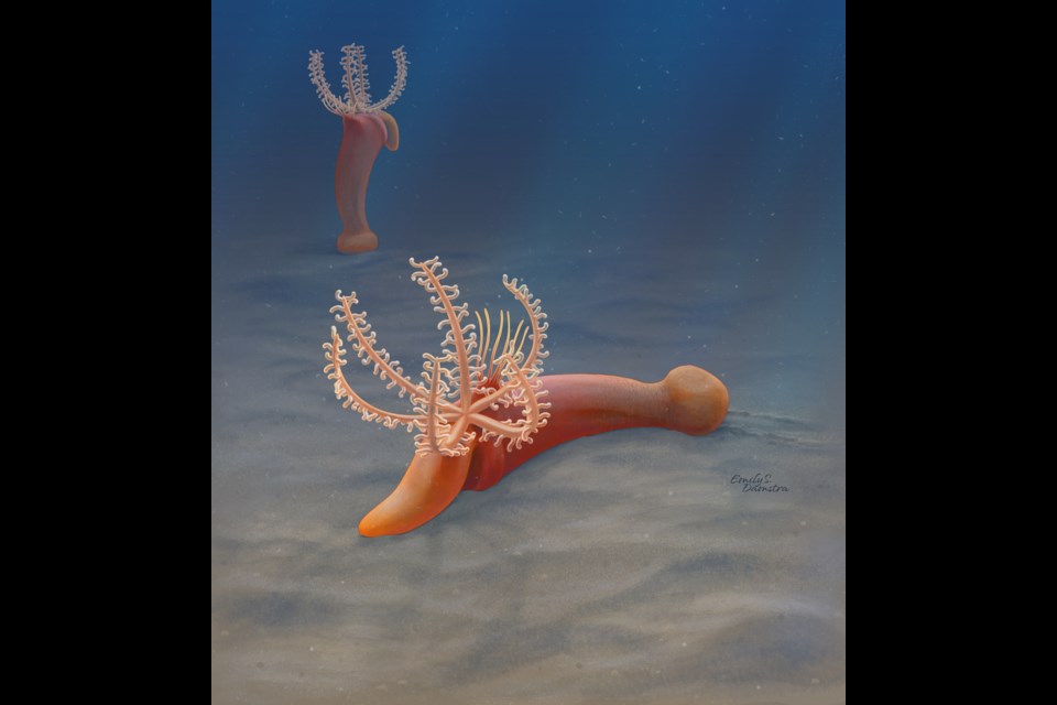 An artistic reconstruction of Gyaltsenglossus senis. In the foreground, it is shown as it would appear while motile and in the background it illustrates the posture of the animal while attached to the sea floor during suspension feeding. EMILY S. DAMASTRA ROYAL ONTARIO MUSUEM ILLUSTRATION