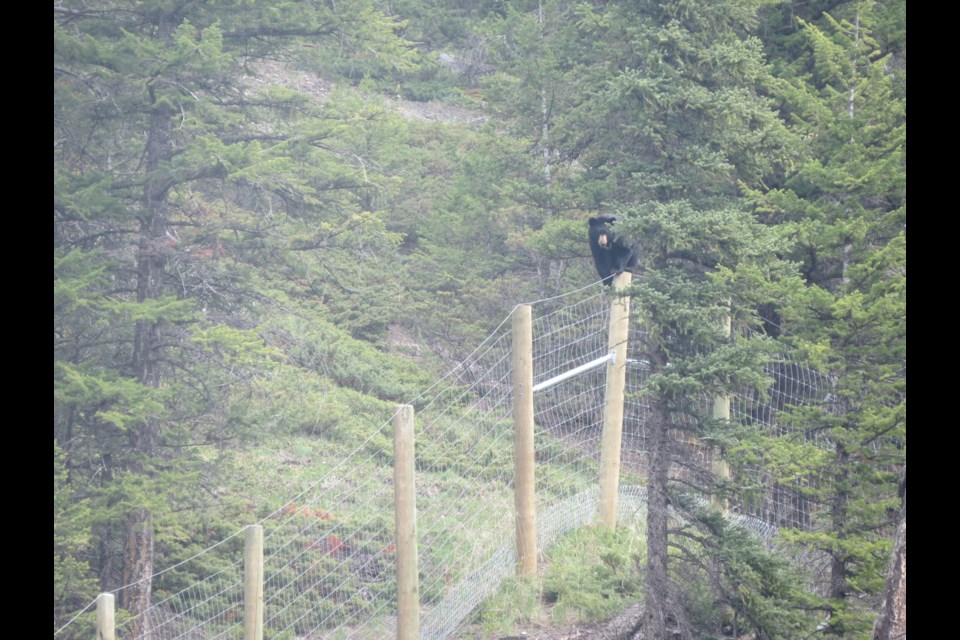 A black bear climbs fencing along the Trans-Canada Highway inside Banff National Park. SARA FASSINA PARKS PHOTO                               