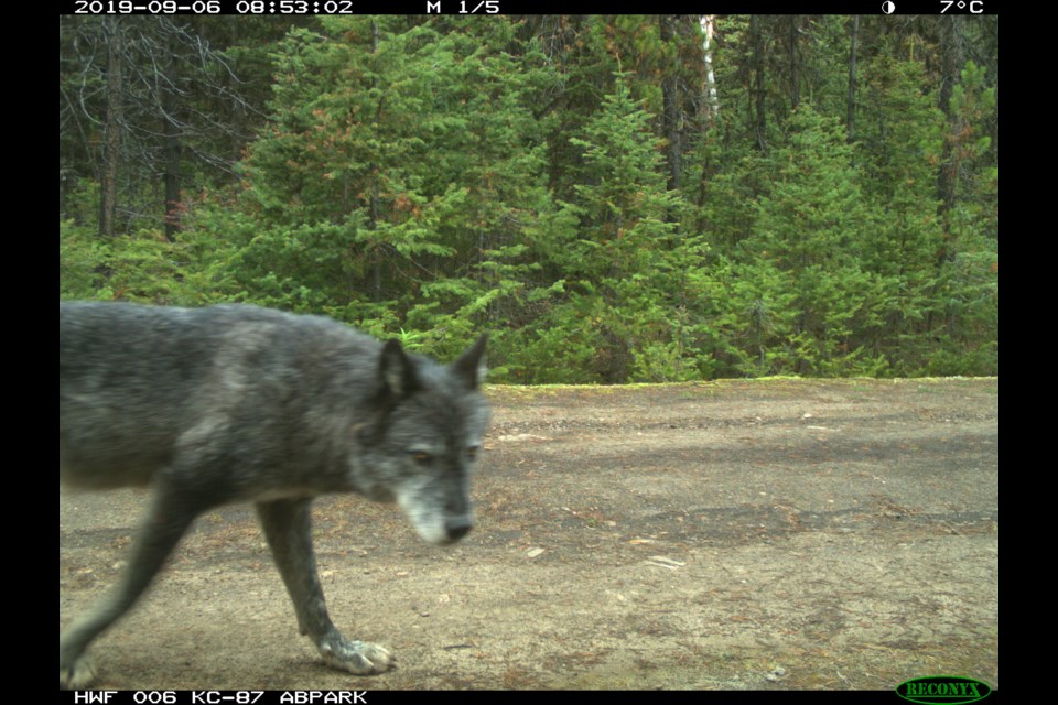 A wolf caught on a trail cam in Kananaskis Country in 2019. ALBERTA PARKS PHOTO