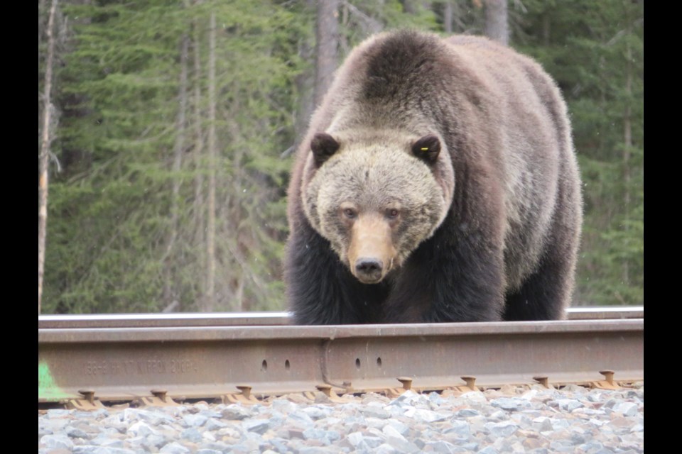 Grizzly bear No. 136, nicknamed Split Lip for his disfigured mouth, is seen along the CP Rail track in Banff National Park. PARKS CANADA PHOTO