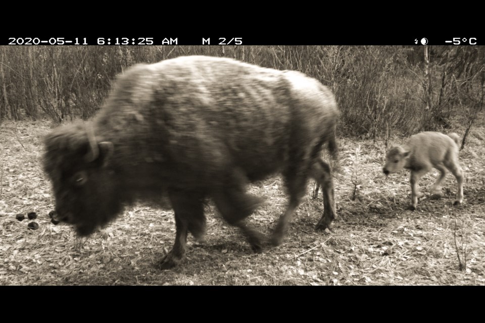 Ten born brings bison population to 45 - RMOToday.com