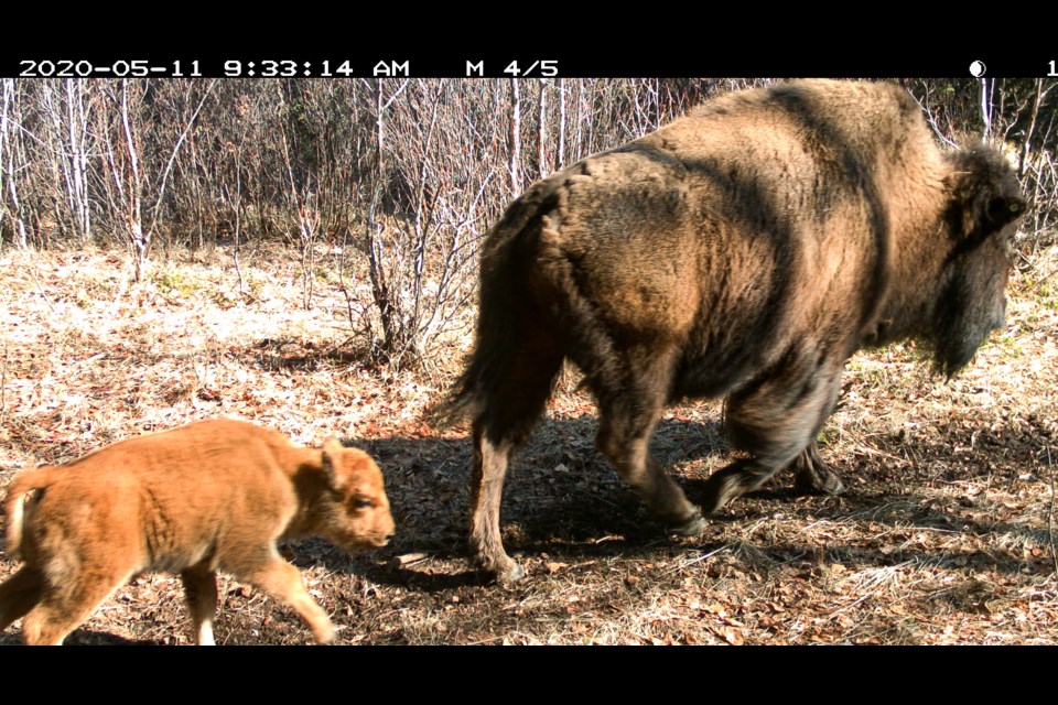 A remote camera captures an image of the Panther Valley bison herd in Banff National Park, which increased this spring in number with the birth of 10 calves. PARKS CANADA PHOTO