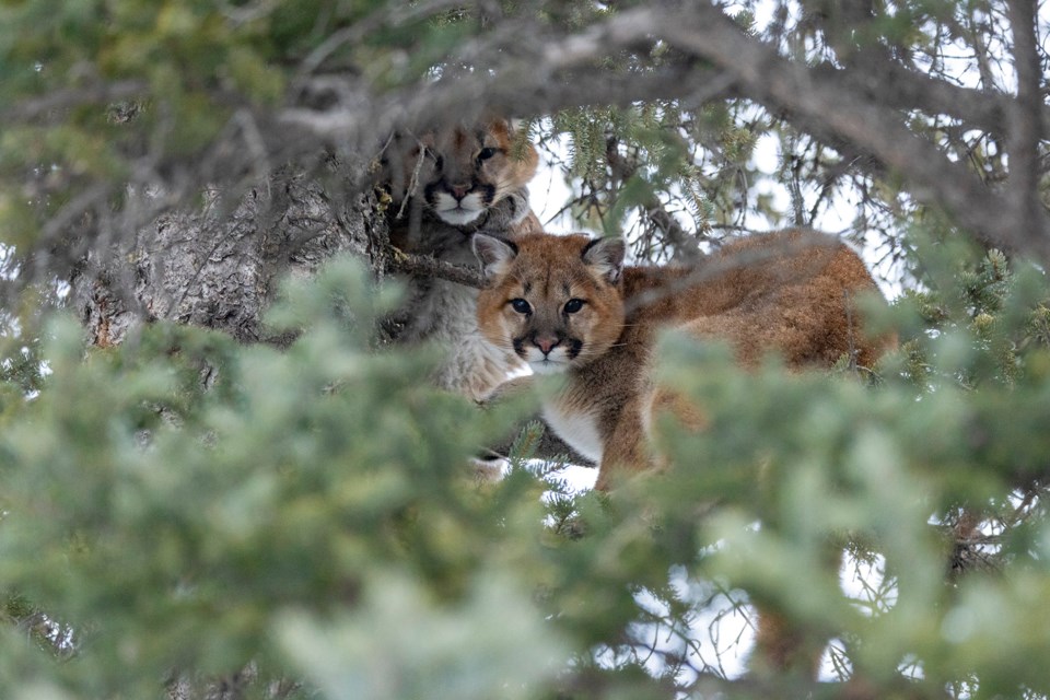 Two orphaned cougar kittens in a tree near Gap Lake east of Canmore in February 2025 after their mom was killed by hunters. Photo courtesy John E. Marriott Wildlife and Nature Photography.