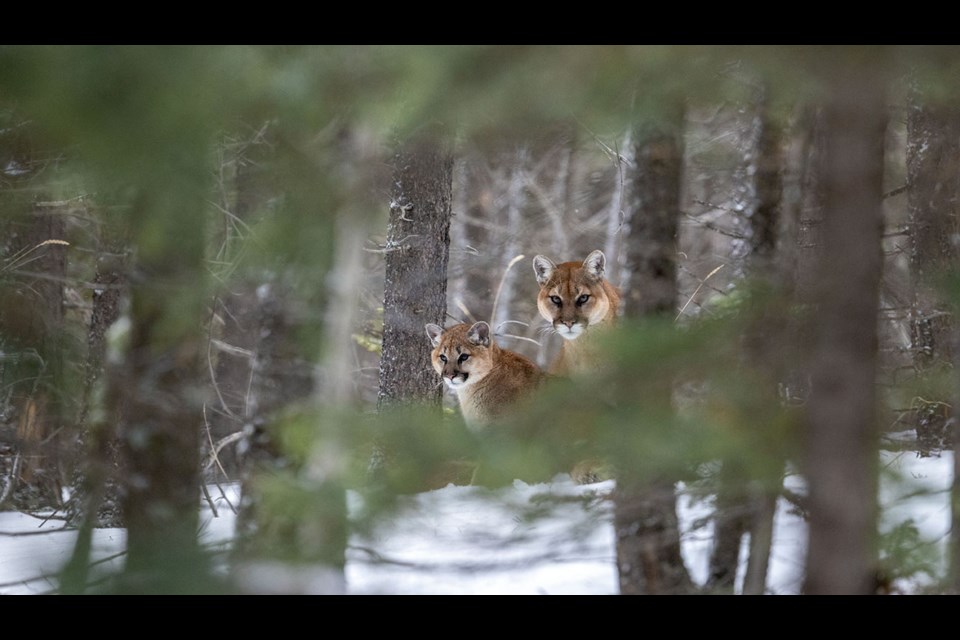 In recent weeks, Banff is seeing elevated cougar activity in and around the townsite. It is not an uncommon time of year to have a rash of cougar activity with its prey base in the valley bottoms. The capture and handling process of an adult female cougar that took place on Friday (Jan. 22) went horribly wrong and the animal ended up dying from acute respiratory failure, as determined by a necropsy. JOHN MARRIOTT PHOTO