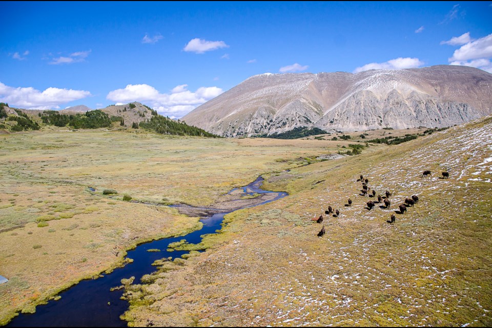 Parks Canada released 31 bison from an enclosed area in the backcountry of Banff National Park in July 2018. KARSTEN HEUER PHOTO