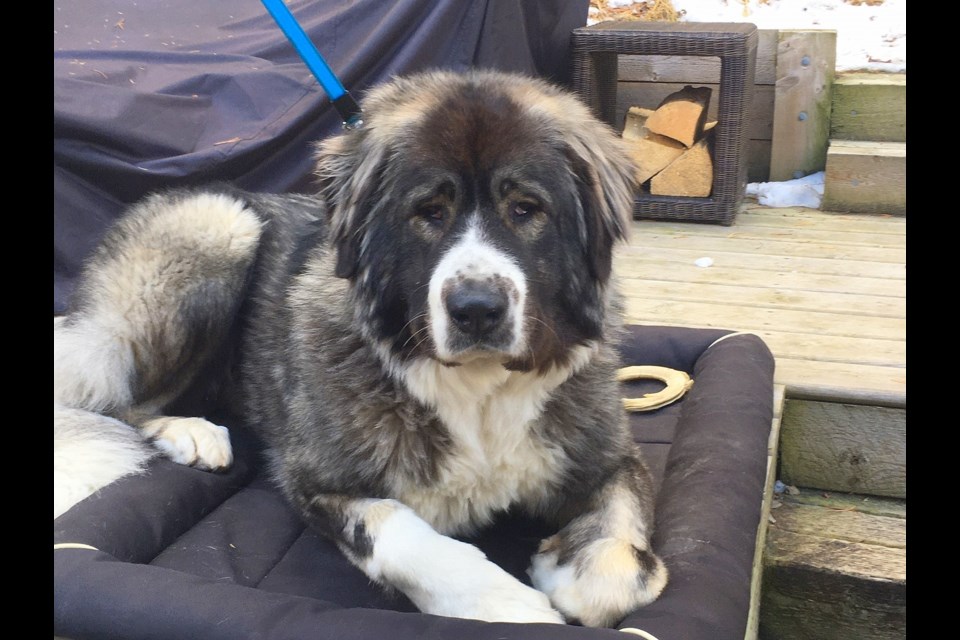 Leeza – a one-and-a-half-year-old St. Bernard, great Pyrenees, Akita cross – has been missing from Calgary since Dec. 30. SUBMITTED IMAGE