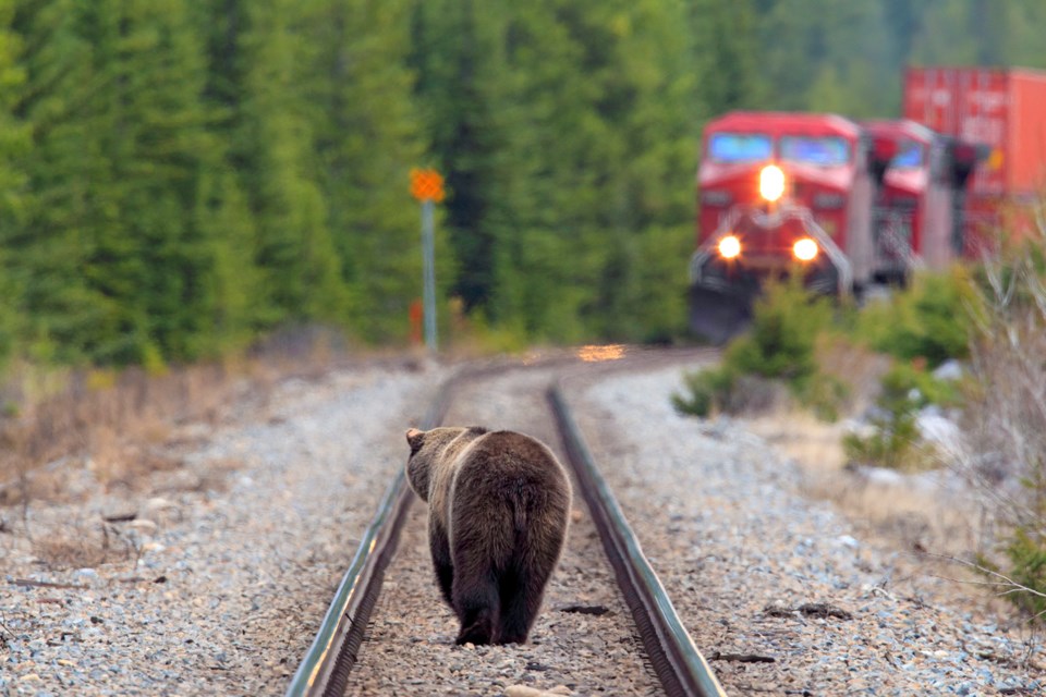 marriott_grz2305_grizzlybear_train