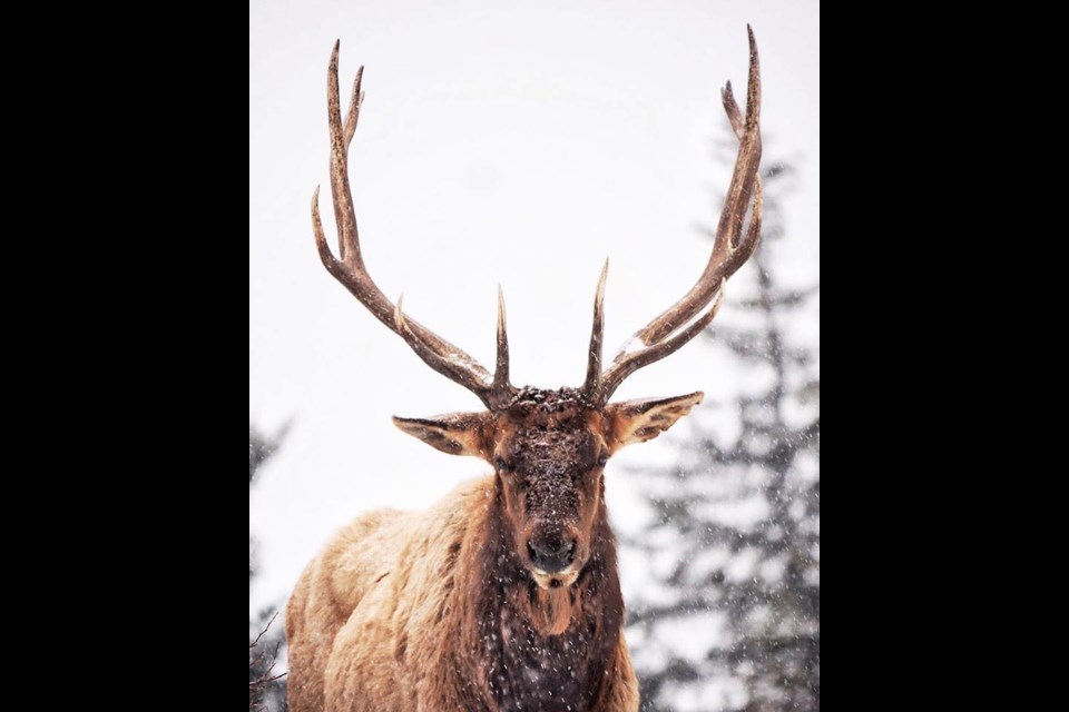 A bull elk in Canmore that became affectionately known as Marvin has passed away. LISA YOUNG PHOTO