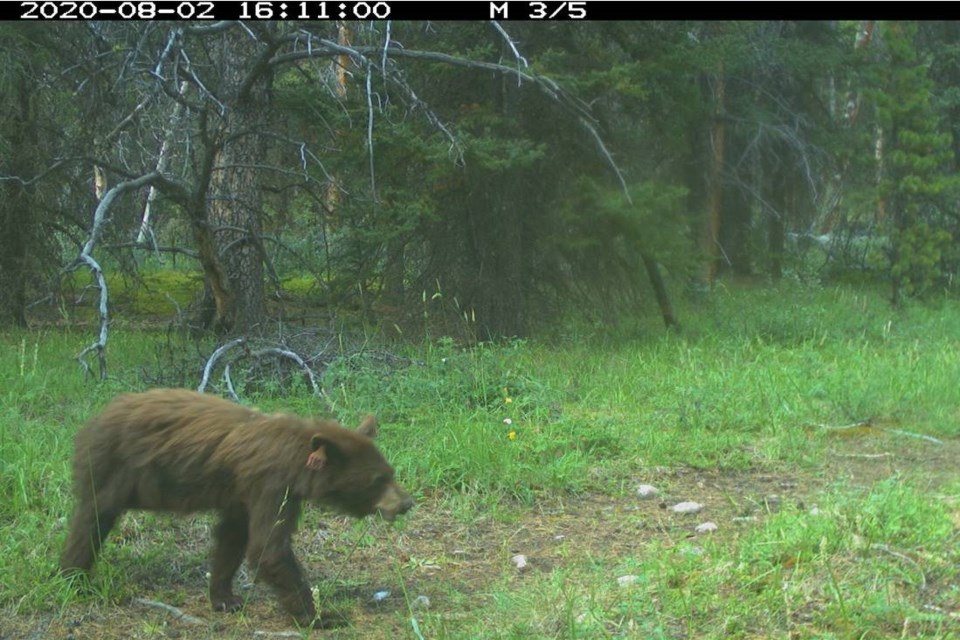 A remote wildlife camera captures a recent photo of one of three orphaned black bears that were left in a washroom at a pullout on the Trans-Canada Highway in Banff National Park in 2017. PARKS CANADA PHOTO