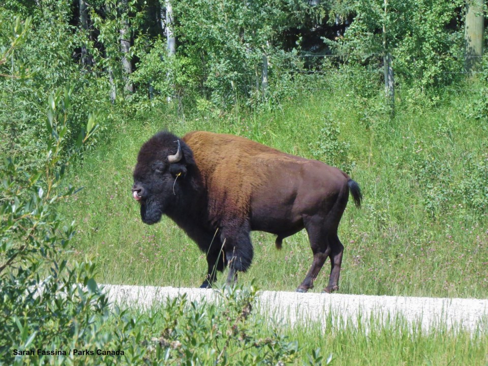 Parks Canada Bison Relocation_1