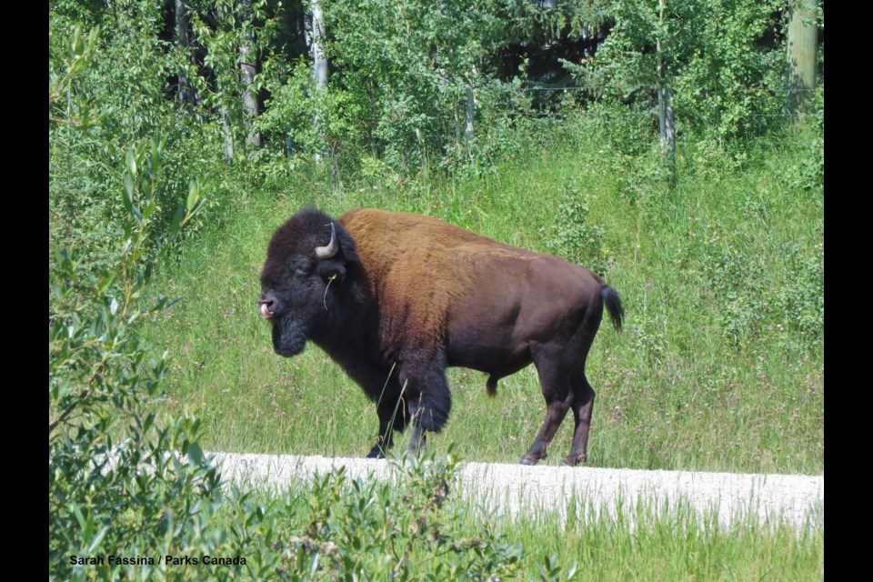 After an extensive search, Parks Canada located the bison north west of Sundre - approximately 60 km from the bison reintroduction zone in Banff National Park’s backcountry. Sarah Fassina - Parks Canada Photo