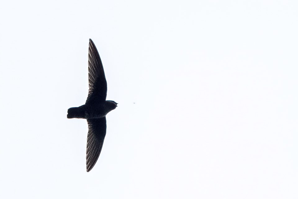 A black swift flies high above Banff National Park. PHOTO MILES TINDAL/PARKS CANADA