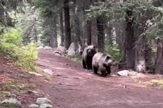 Grizzly bear encounter near Lake Louise wasn't stalking: experts -  StAlbertGazette.com