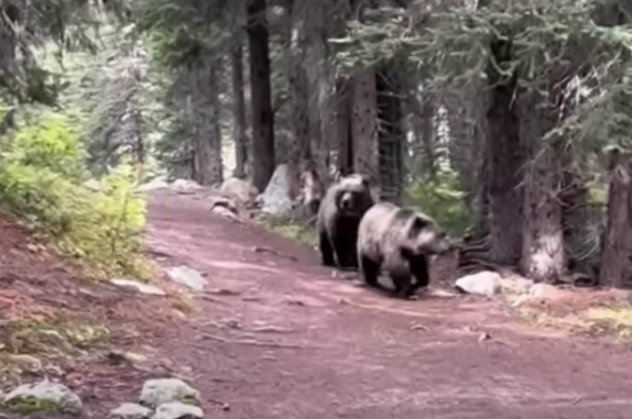 Two grizzly bears walk along trail with 13 hikers close by near Lake Louise. SCREENSHOT FROM CBC THE NATIONAL 