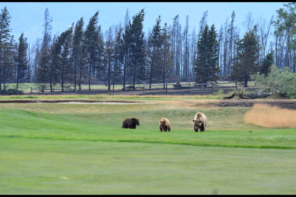 Grizzly bear 222 and her two cubs survive the Jasper wildfire, feed on grasses by the Jasper Park Lodge. PARKS CANADA PHOTO