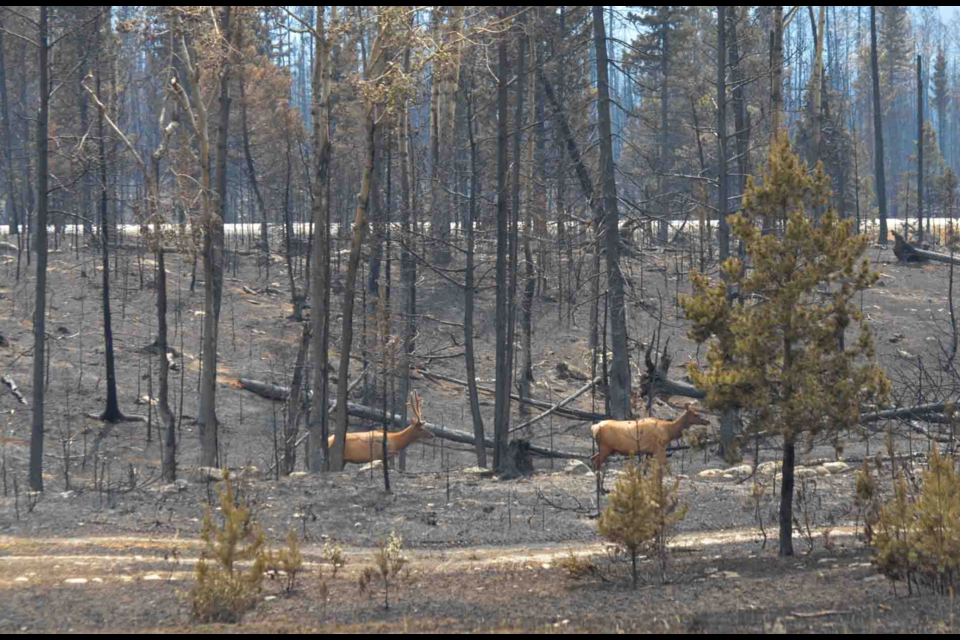 Wildlife in the burned forest. PARKS CANADA 