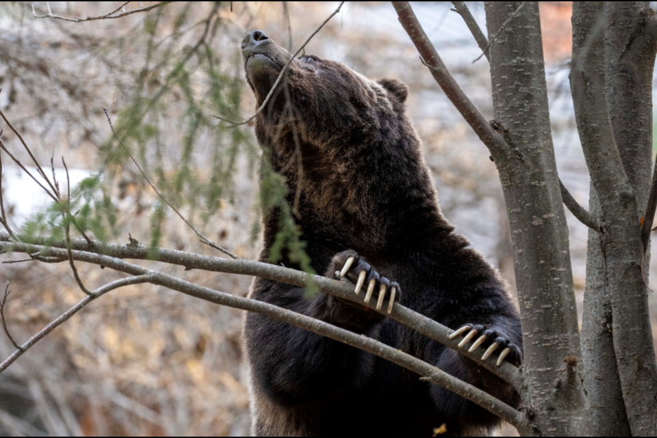The Boss scours the branches of a tree in Harvie Heights in the hopes of finding any remaining fruit. Photo Jason Leo Bantle.