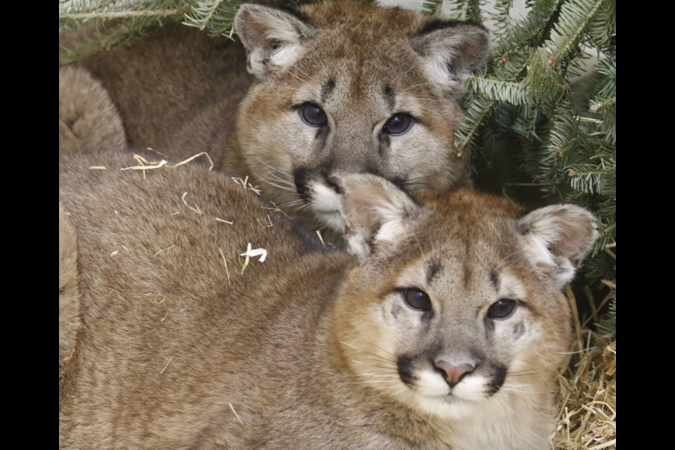 Two orphaned cougar kittens. 
Photo courtesy Wilder Institute/Calgary Zoo