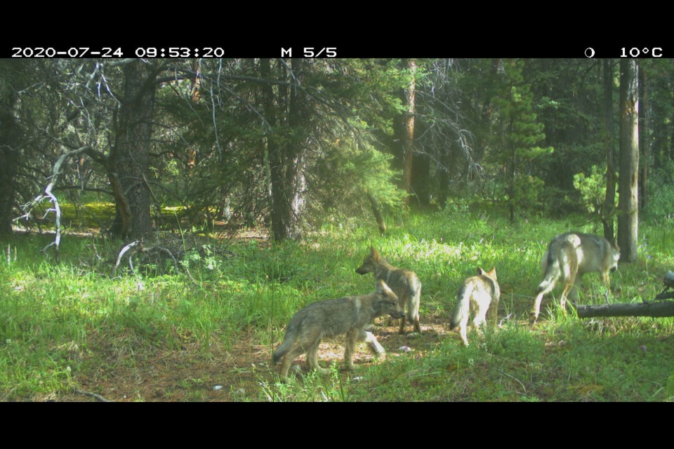 Three wolf pups in Banff National Park. PARKS CANADA PHOTO