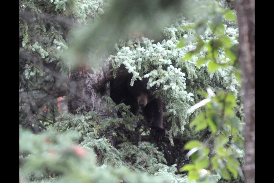 A black bear sits in a tree in a Canmore residential neighbourhood on Aug. 31. JORDAN SMALL RMO PHOTO