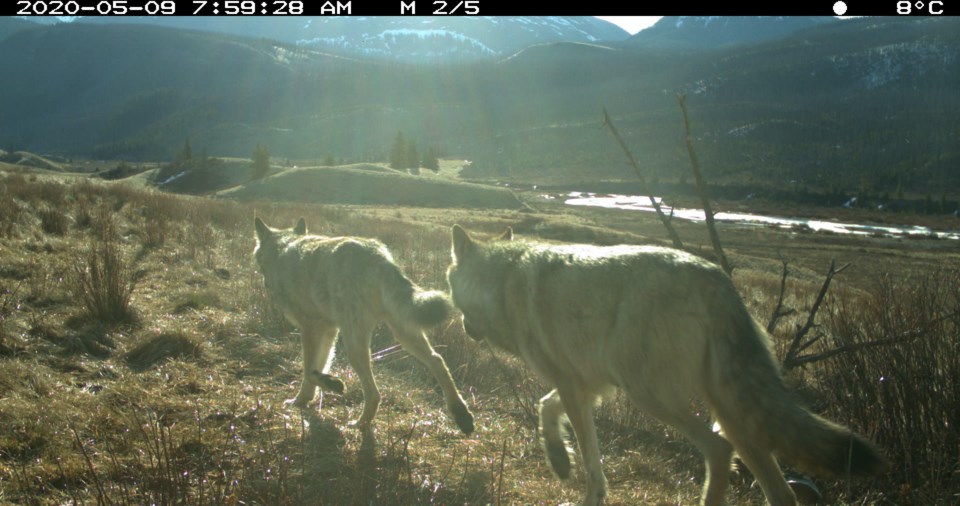 Two wolves in BNP, Photo Credit - Parks Canada