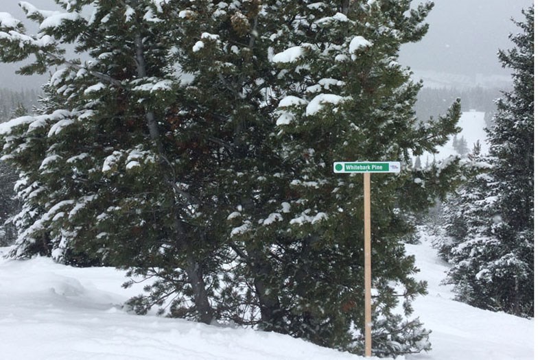 An example of one of the interpretive signs placed by the Lake Louise Ski Area next to endangered whitebark pine trees. RMO FILE PHOTO