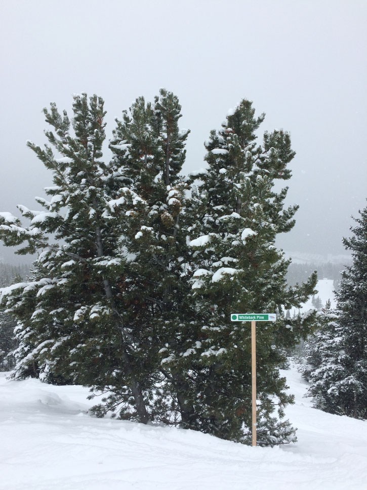 whitebark-pine-web