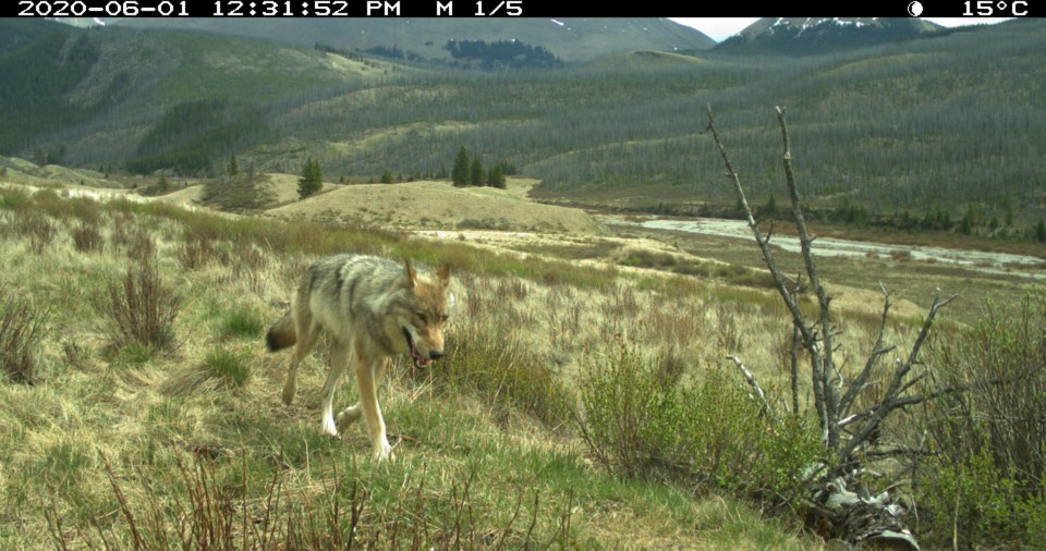 Wolf in BNP, Photo Credit - Parks Canada