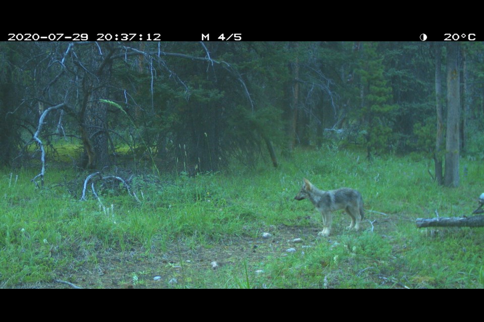 A wolf pup is seen in Banff National Park. PARKS CANADA PHOTO