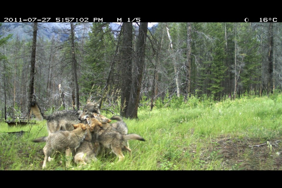 Wolf pups playing are captured on a wildlife camera in Banff National Park. Parks Canada has no information on this pack. PARKS CANADA FILE PHOTO