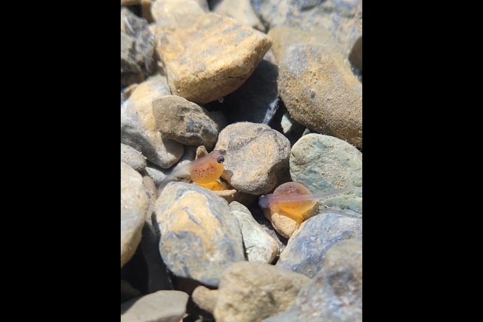 A newly-spawned westslope cutthroat trout, still carrying the yolk. PHOTO PARKS CANADA