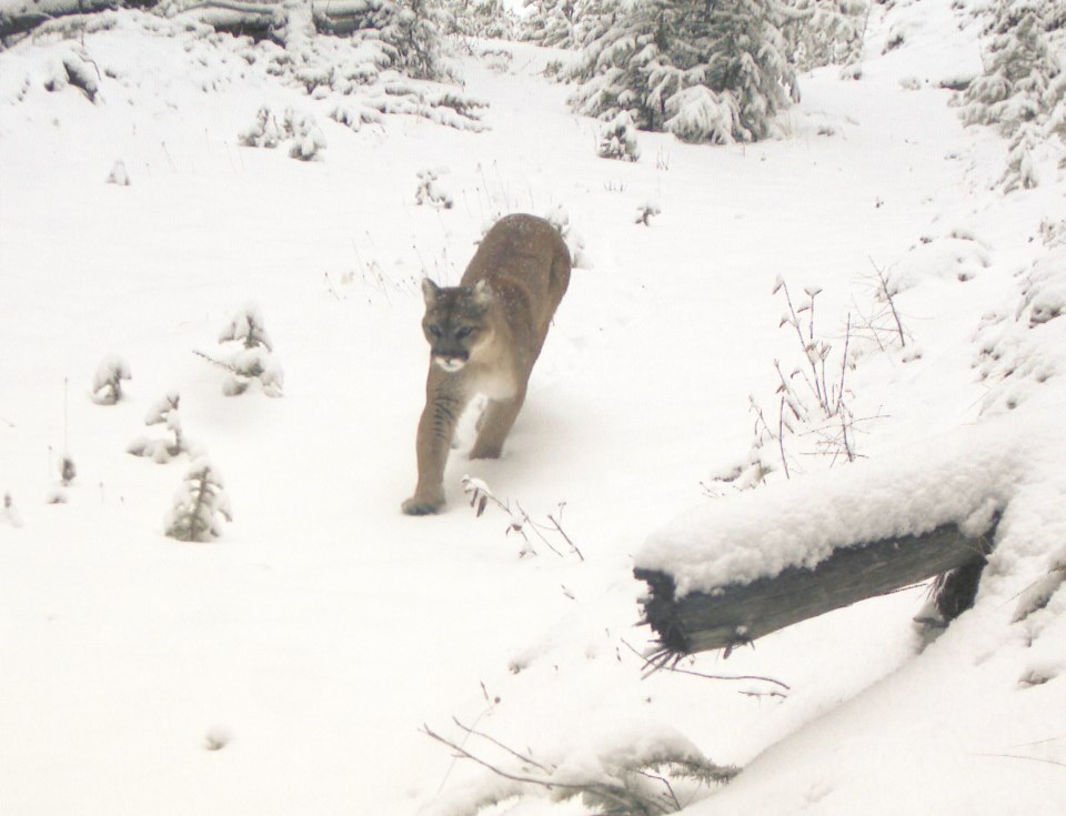 A cougar was spotted walking through downtown Banff during the early morning hours of Jan. 9.