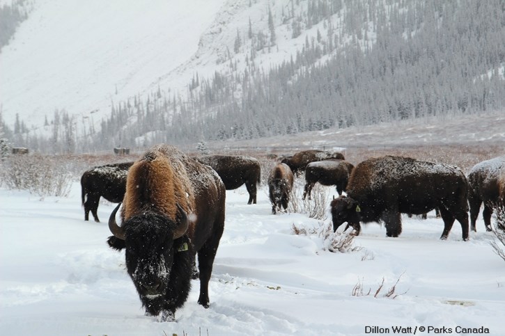 The Panther Valley herd of plains bison in Banff National Park.
