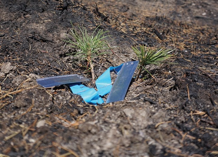 Whitebark pine seedlings in the aftermath of the Verdant Creek wildfire.