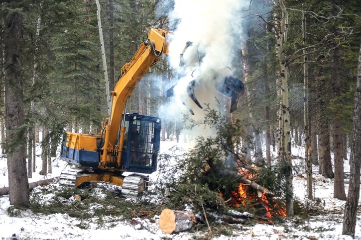 fired up Forestry workers do FireSmart work in the Peaks of Grassi community in Canmore on Thursday (Feb. 22). Several large trees were identified by a FireSmart expert as