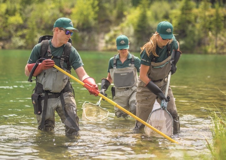 Parks Canada aquatics specialists remove fish from Johnson Lake in Banff National Park as part of its plan to eradicate whirling disease in the lake.