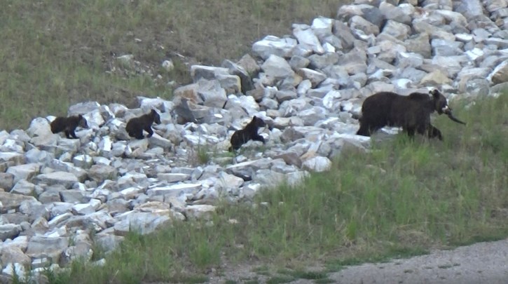 Bear 104 and her cubs.