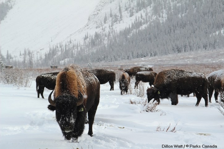 The Panther Valley herd of plains bison in Banff National Park.

PHOTO COURTESY OF PARKS CANADA AND DILLON WATT