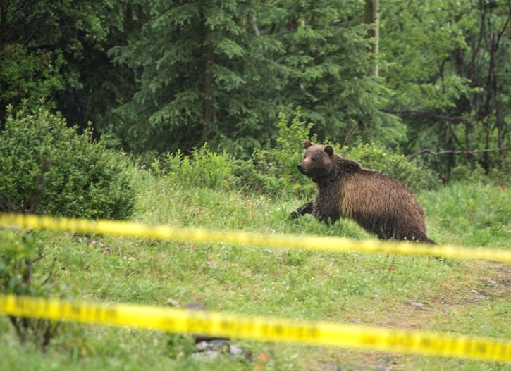Bear 152 passes by a closed off area near Highway 40 in Kananaskis in 2016. Adverse conditioning is used to keep bears in K-Country away from humans.