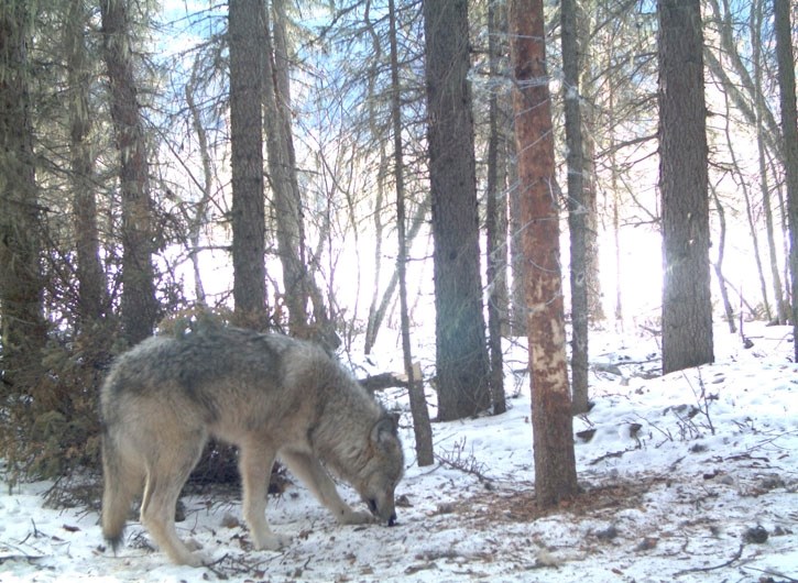 A wolf pictured by a remote camera.