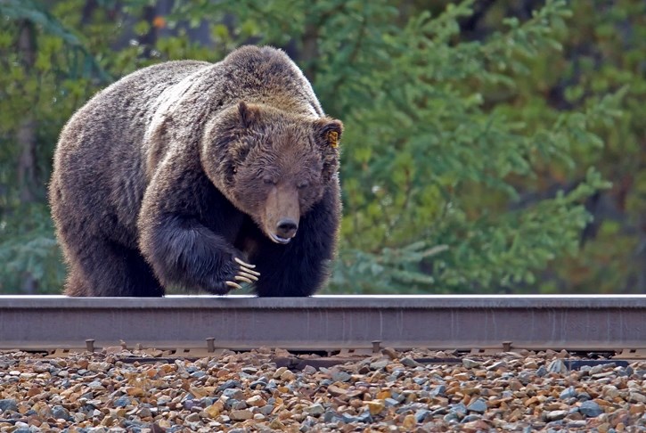 Bear 122, also known as the boss, has been wandering the tracks searching for grains and ungulates this spring.