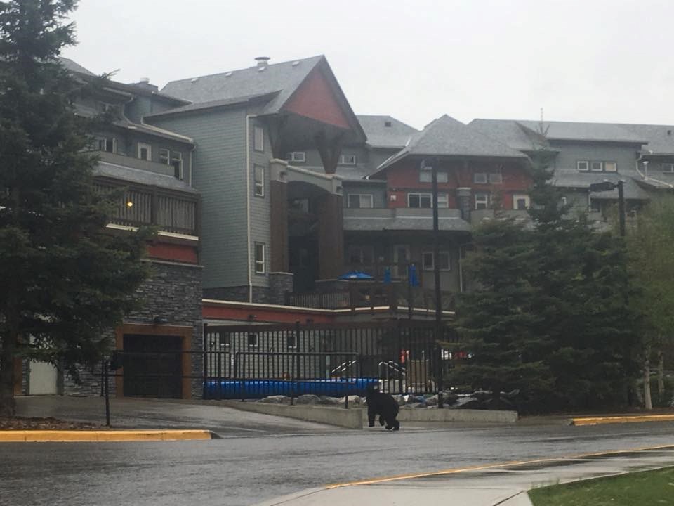 A black bear was spotted along the Bow Valley Trail on Thursday night (May 31). While in the area it poked its head into the front entrance of Lodges at Canmore.
