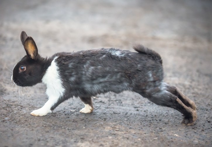 One of Canmore’s feral rabbits. RMO FILE PHOTO