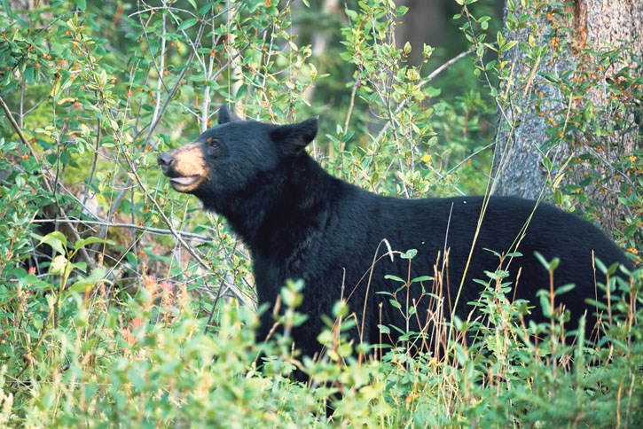 Black Bear