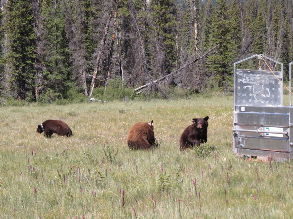 Black bear cubsWEB