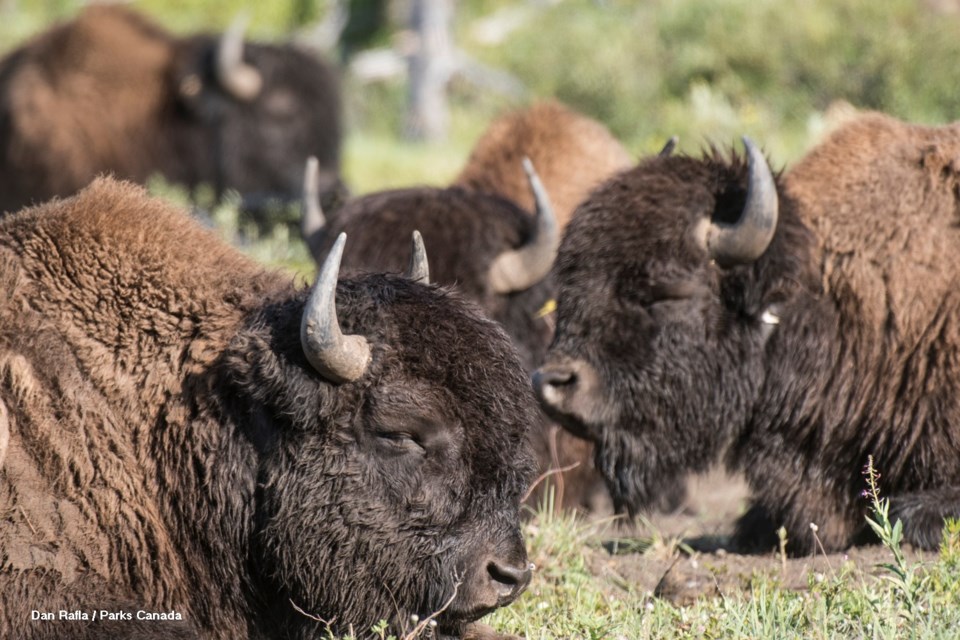 Bison Release Selects_20180728-_DSC0437_DRafla Photos_LOWRES