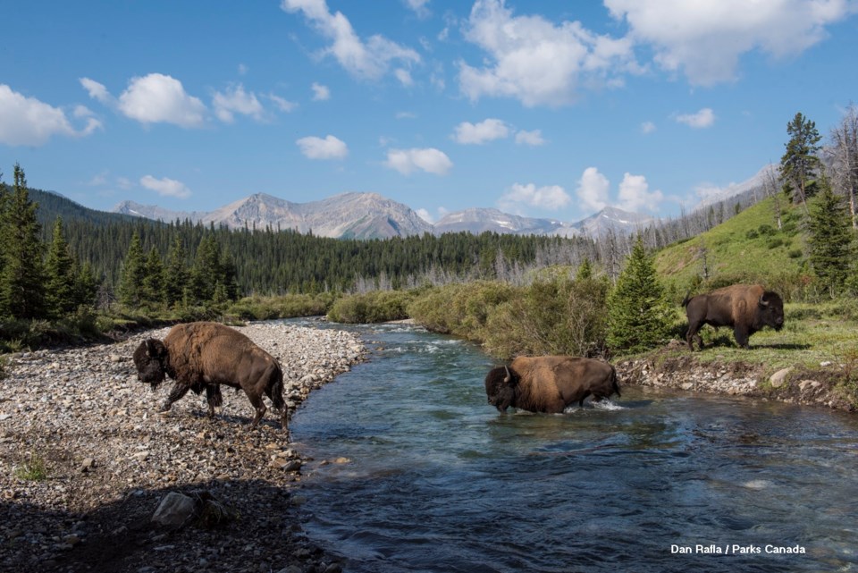 Bison Release Selects_20180728-_DSC0971_DRafla Photos_LOWRES